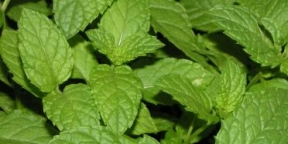 Topping Menta