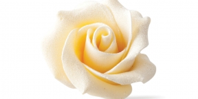 Choc. Rose